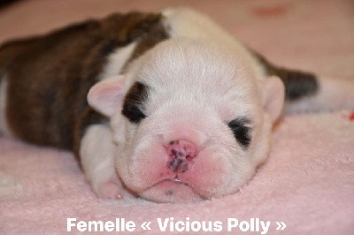 CHIOT 5 vicious polly